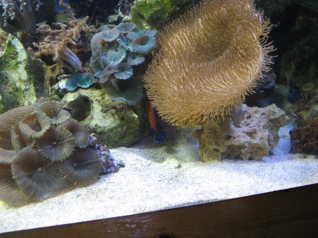 Blue Reef Aquarium 25.04.2009