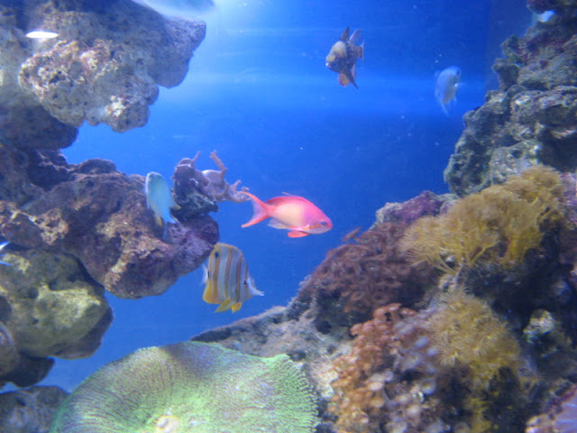 Blue Reef Aquarium 25.04.2009