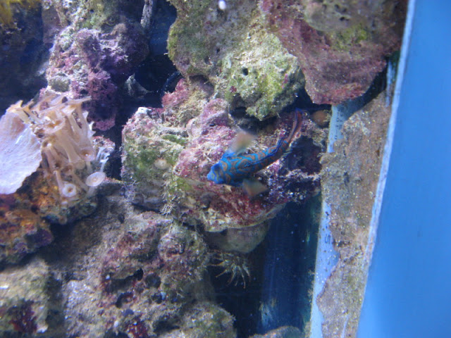 Blue Reef Aquarium 25.04.2009