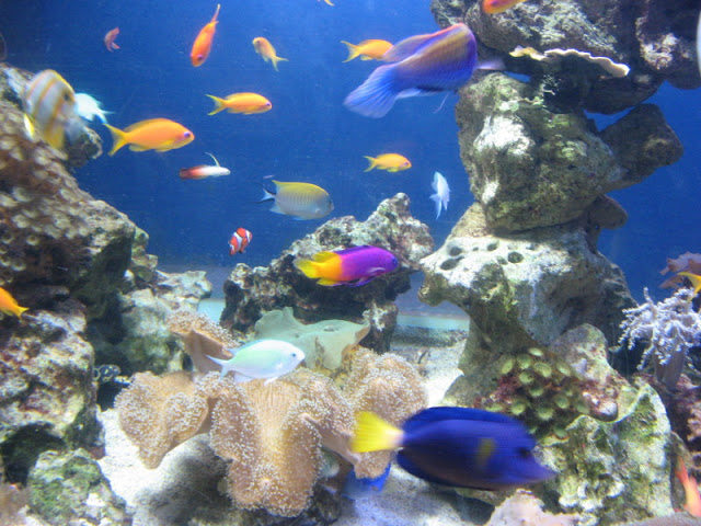 Blue Reef Aquarium 25.04.2009