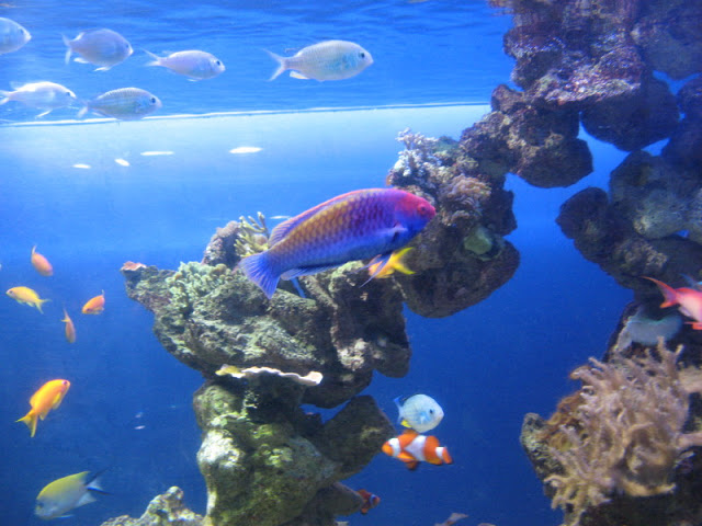Blue Reef Aquarium 25.04.2009