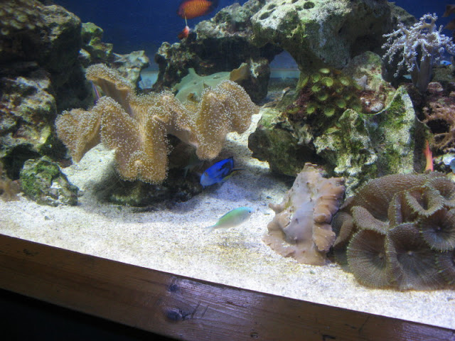 Blue Reef Aquarium 25.04.2009