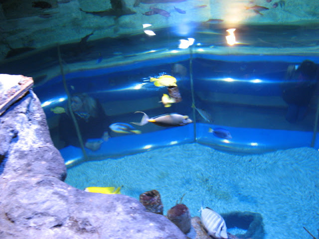 Blue Reef Aquarium 25.04.2009