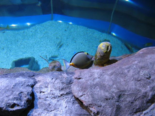 Blue Reef Aquarium 25.04.2009