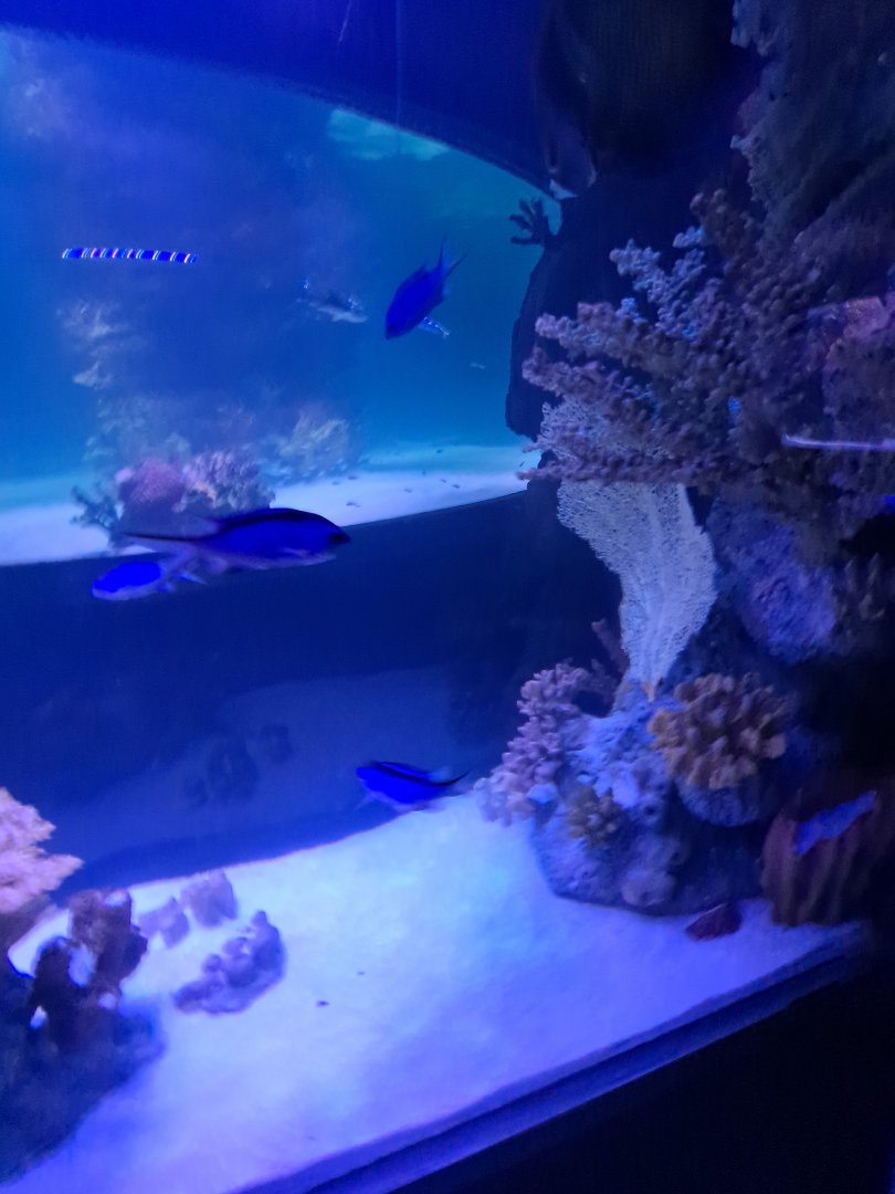 Blue Reef Chromis? (4/19/25)