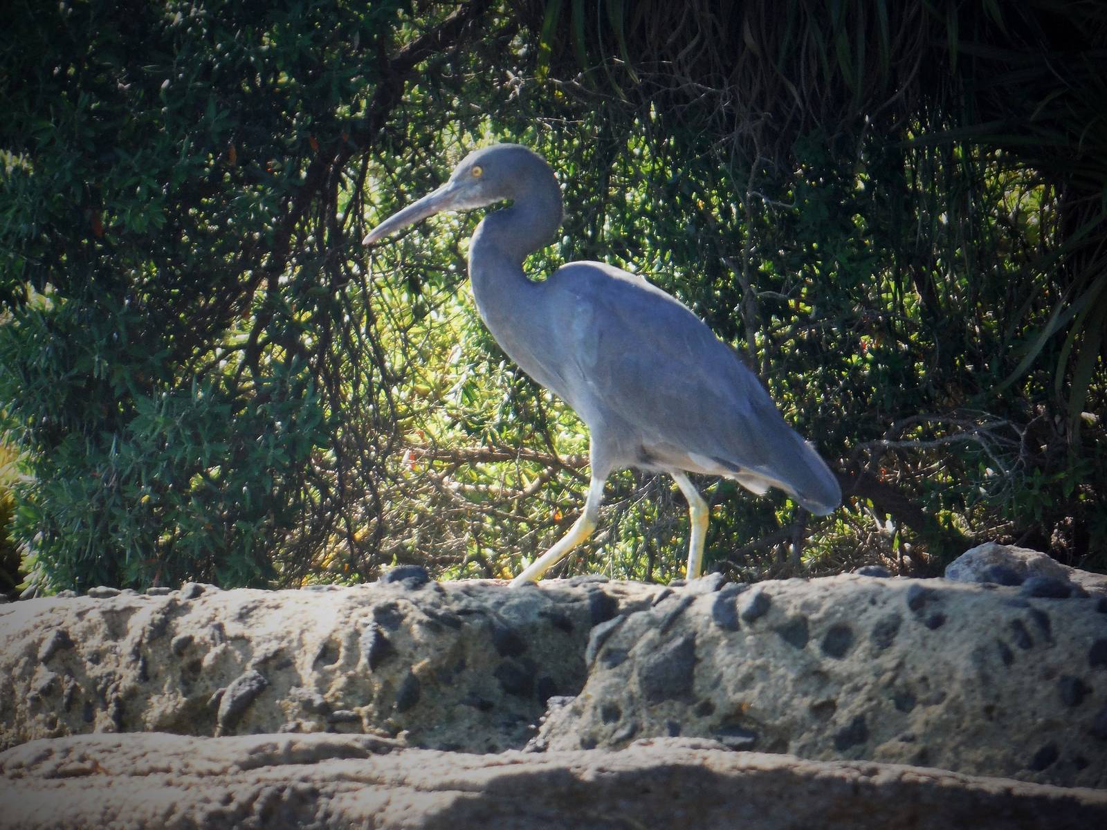 Blue Reef Heron