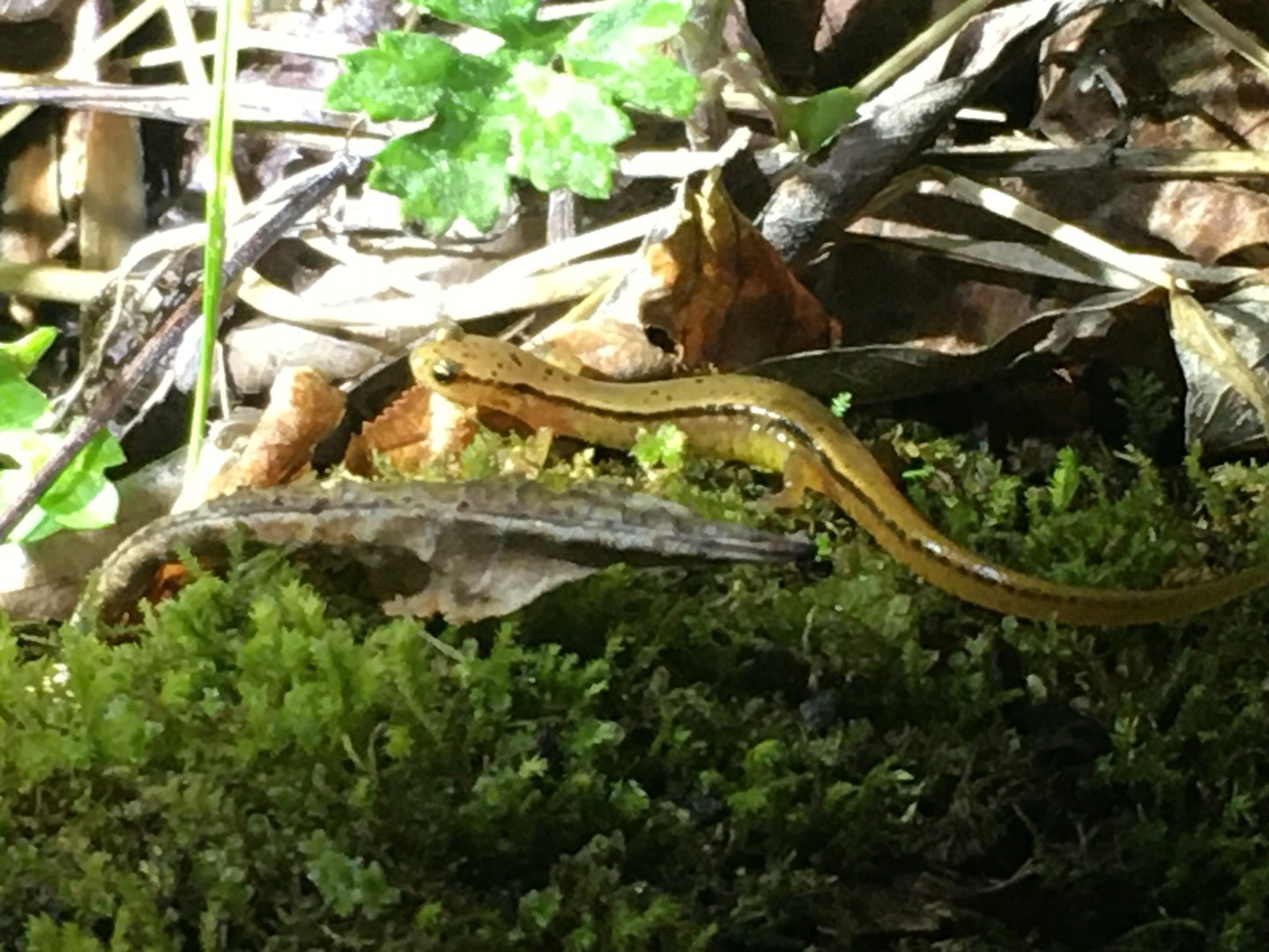 Blue Ridge Two-Lined Salamander (Eurycea wilderae)
