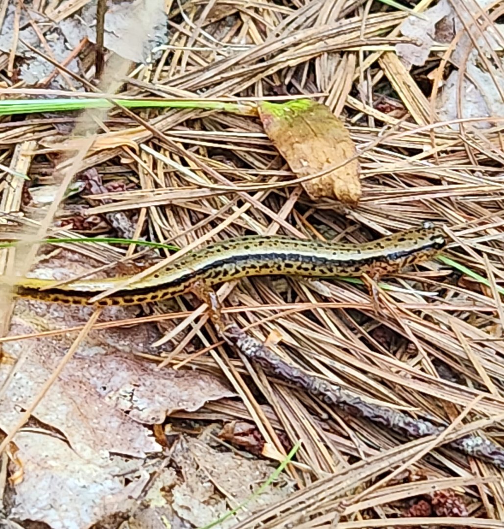 Blue Ridge Two-lined Salamander