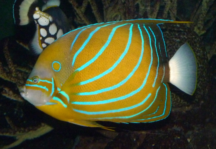 Blue ring angelfish (Pomacanthus annularis)