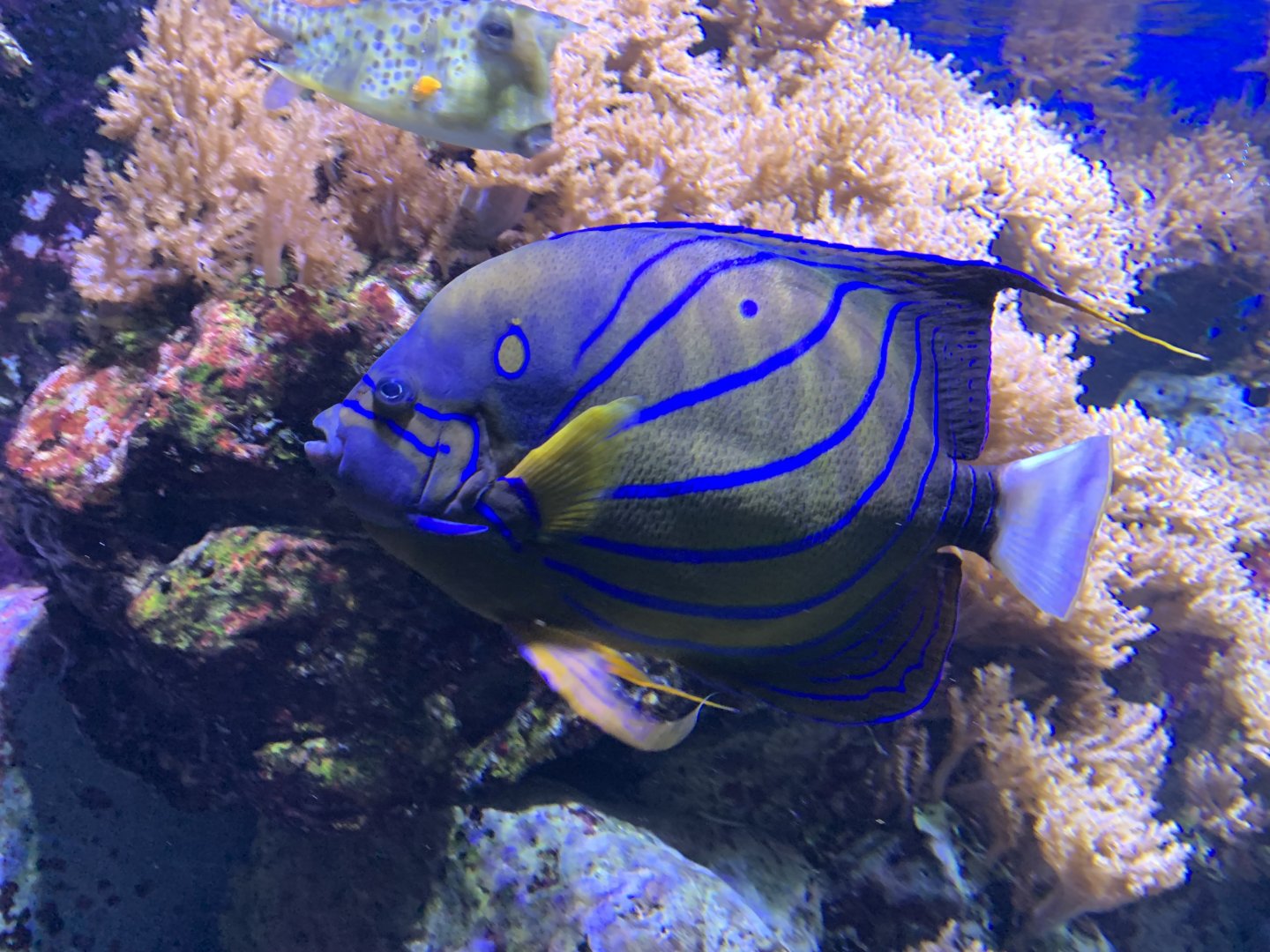 Blue ring angelfish