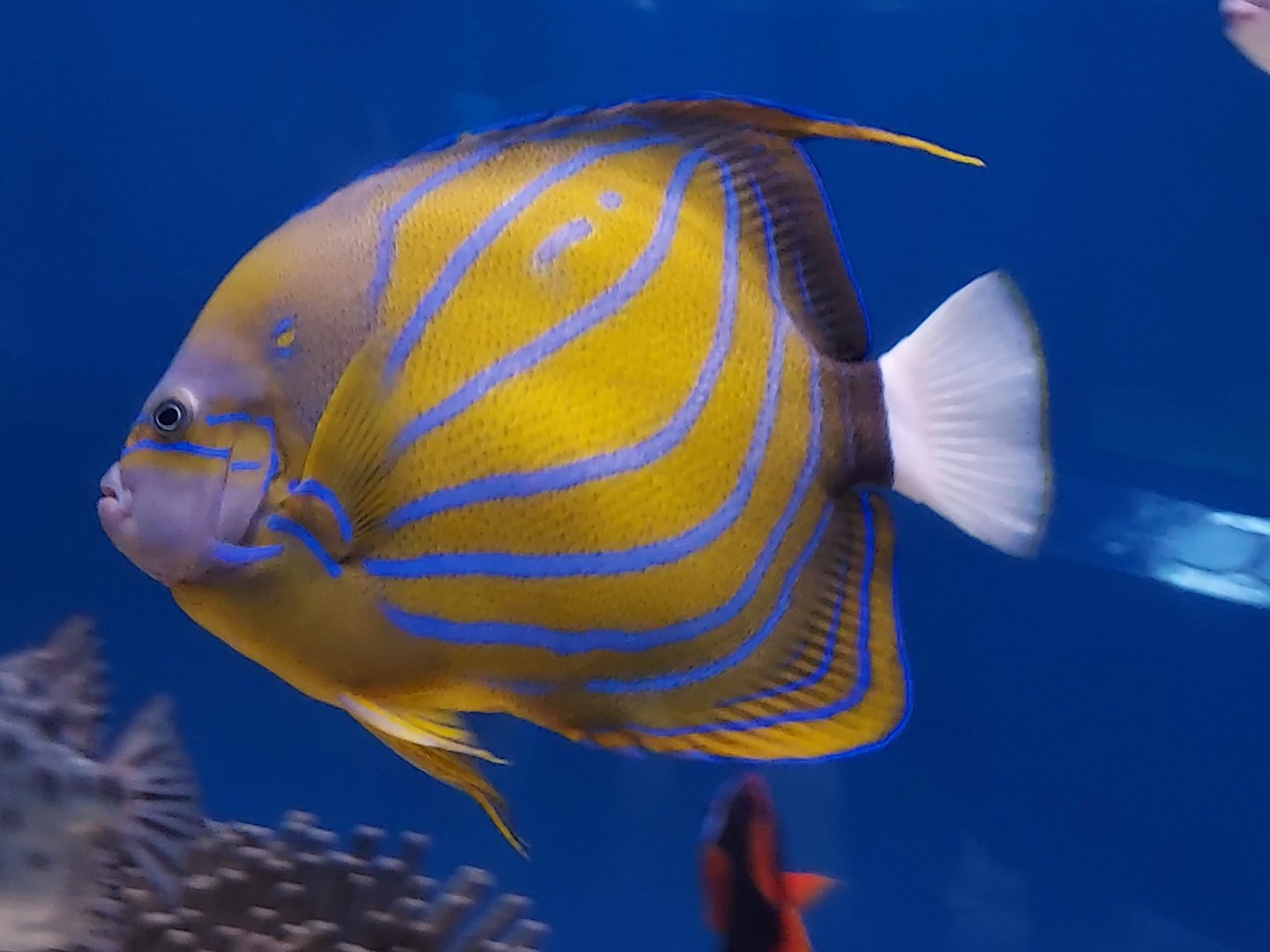Blue Ring Angelfish