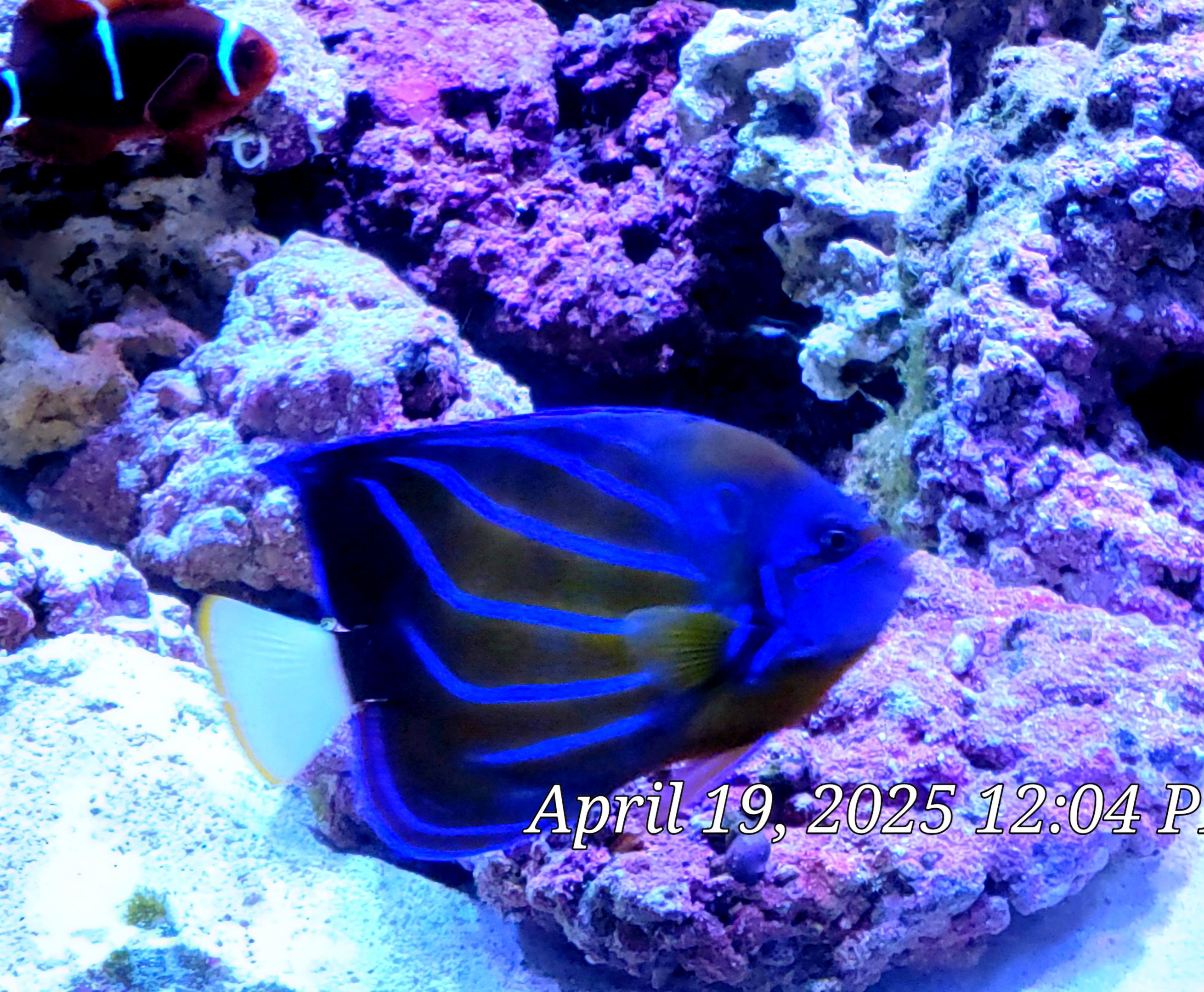 Blue Ring Angelfish