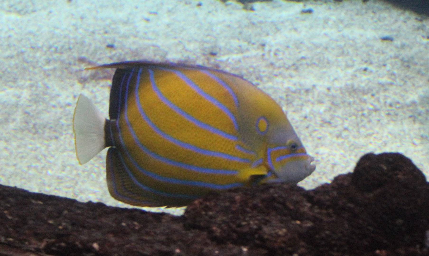 Blue-ringed angelfish - Pomacanthurus annularis