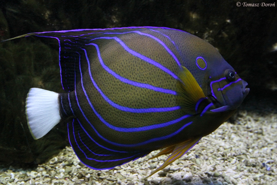 Blue-ringed angelfish (Pomacanthus annularis)