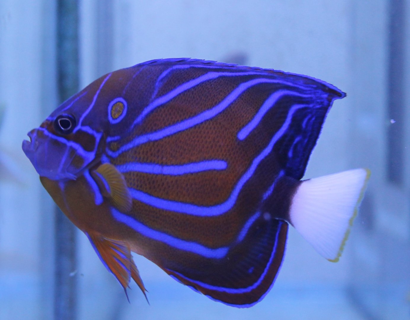Blue-ringed angelfish (Pomacanthus annularis)