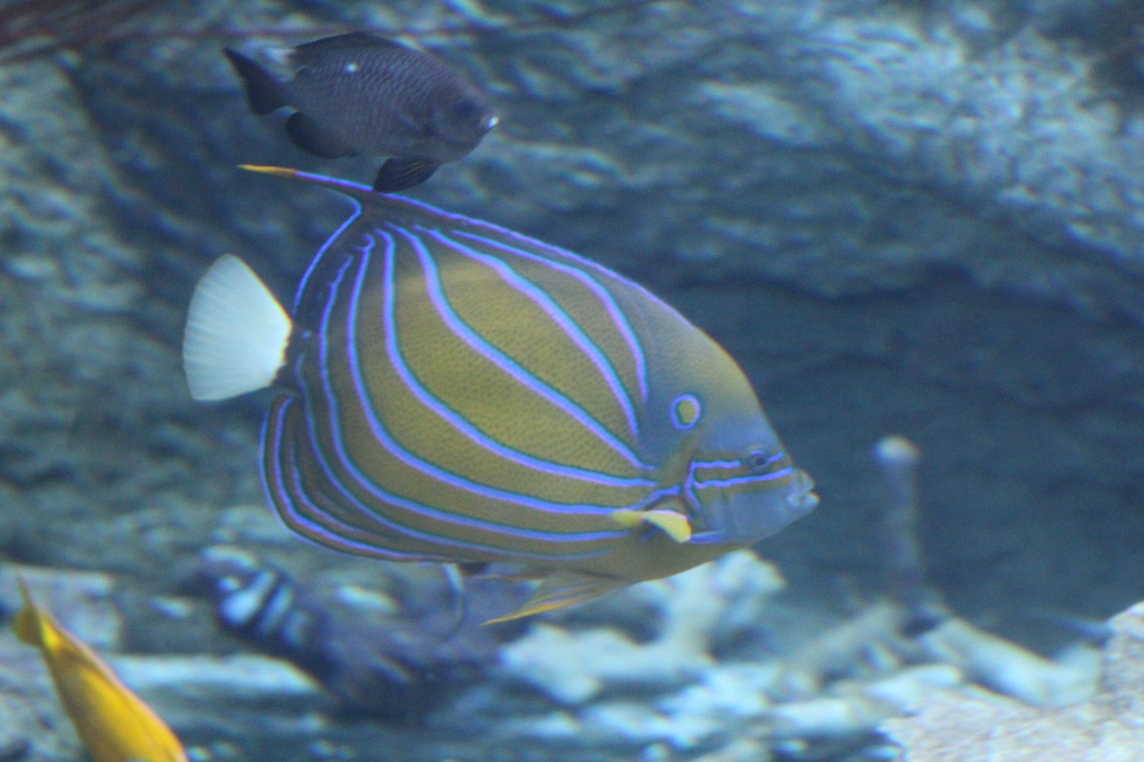 Blue-Ringed Angelfish