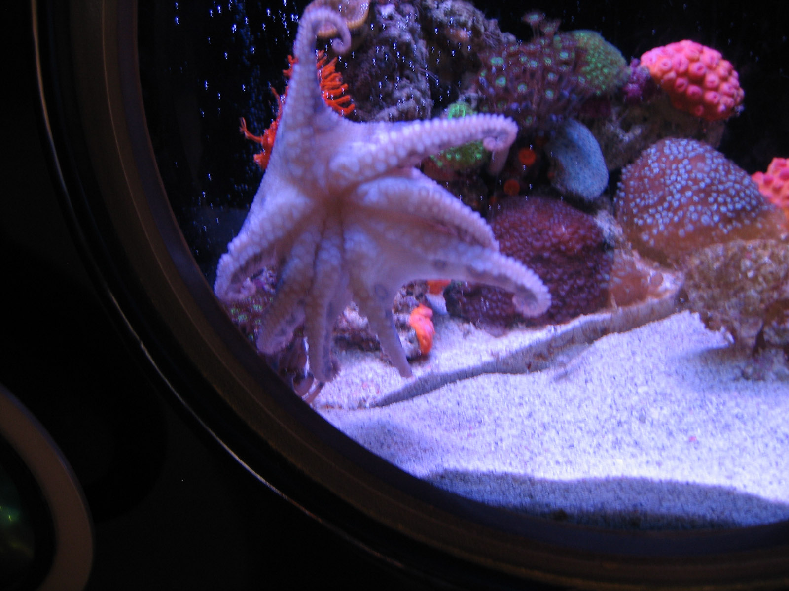 Blue Ringed Octopus - Jul 2007