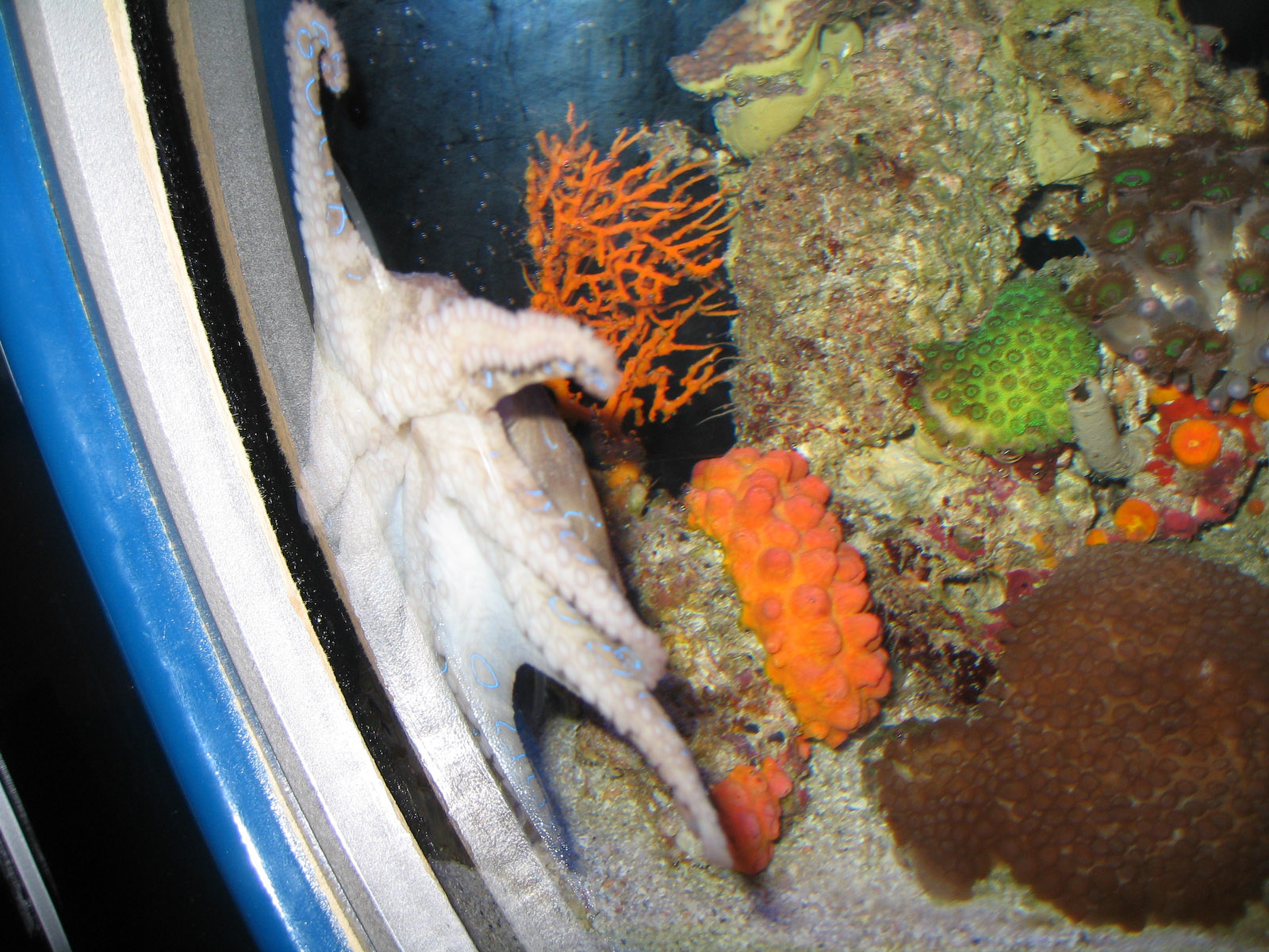 Blue Ringed Octopus - Jul 2007