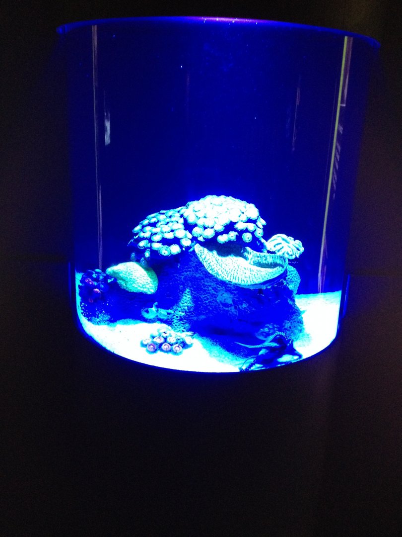 Blue-ringed Octopus tank