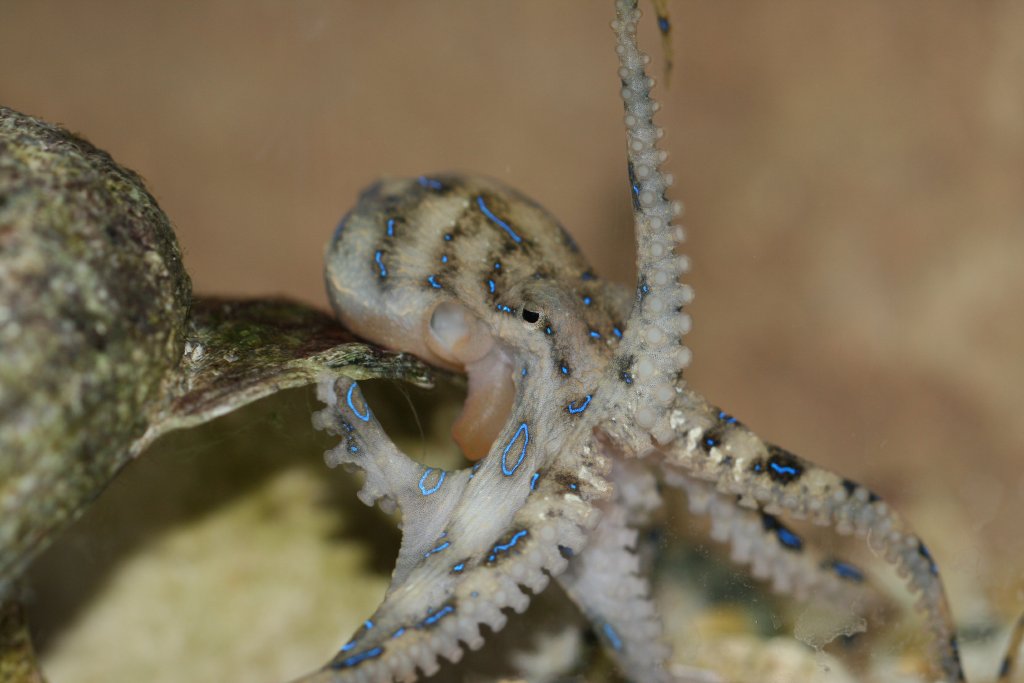 Blue-ringed Octopus