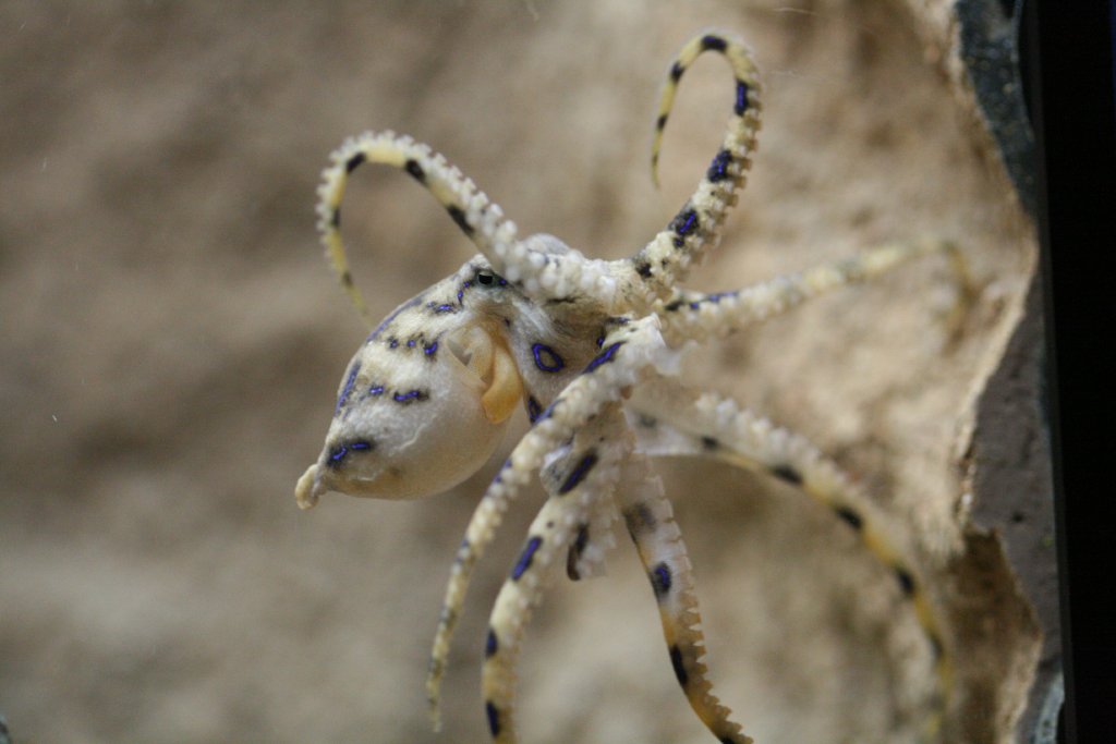 Blue-ringed Octopus