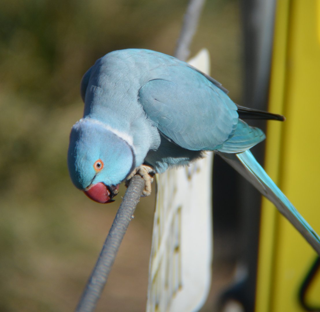 Blue Ringneck parrot
