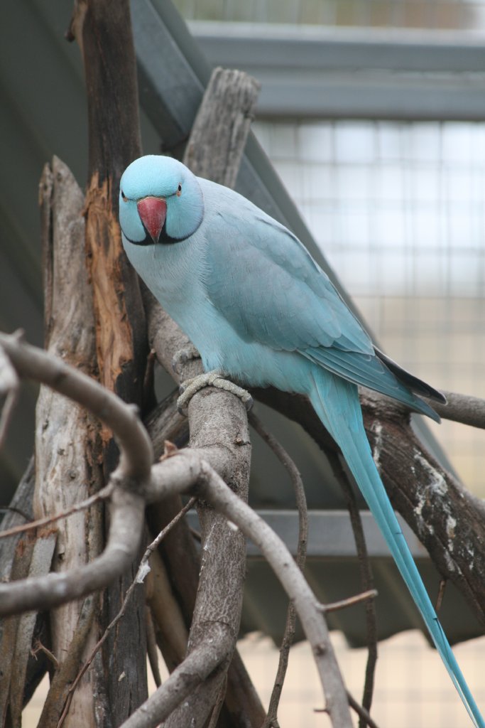 Blue Ringneck Parrot