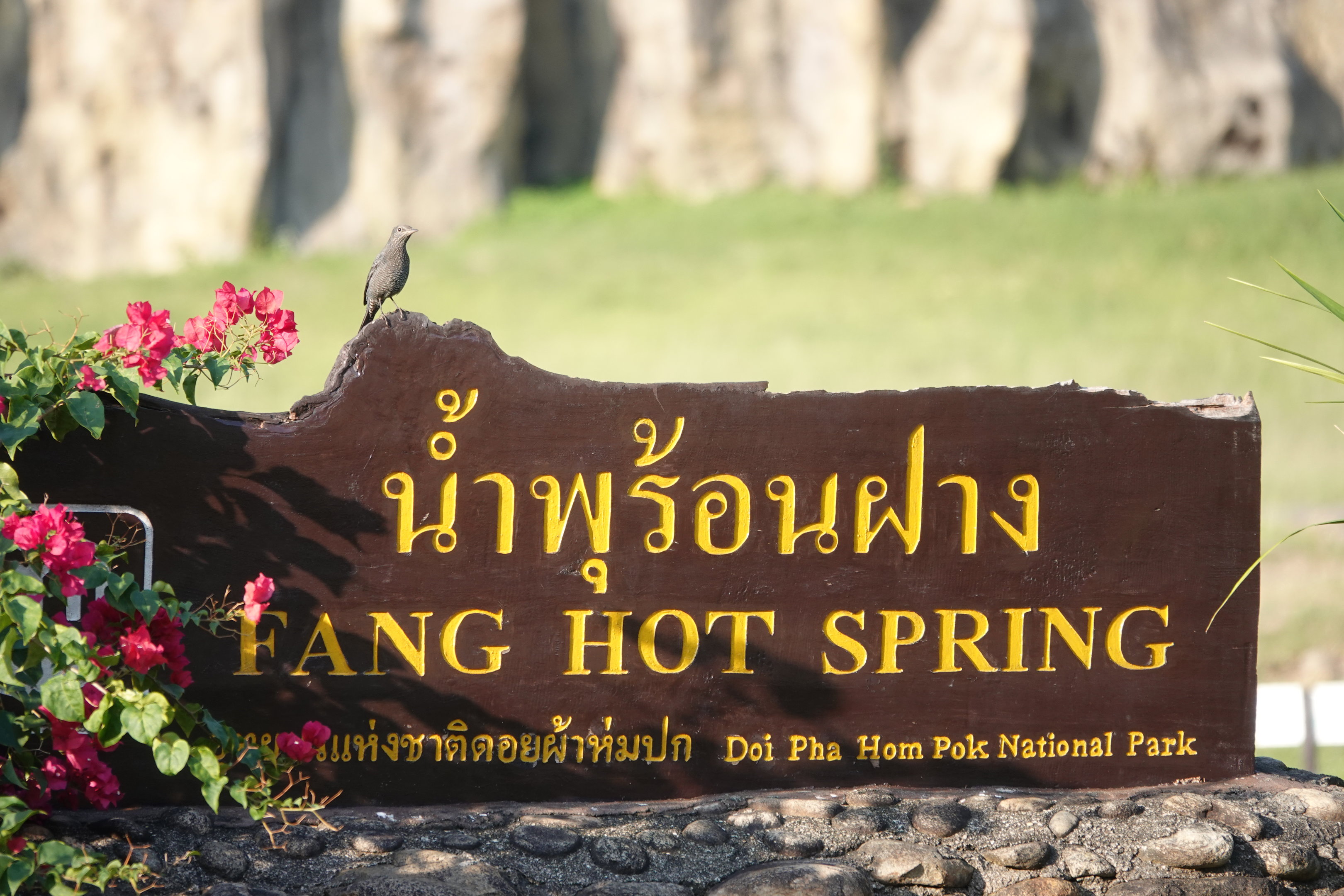 Blue Rock-Thrush at Fang Hot Spring