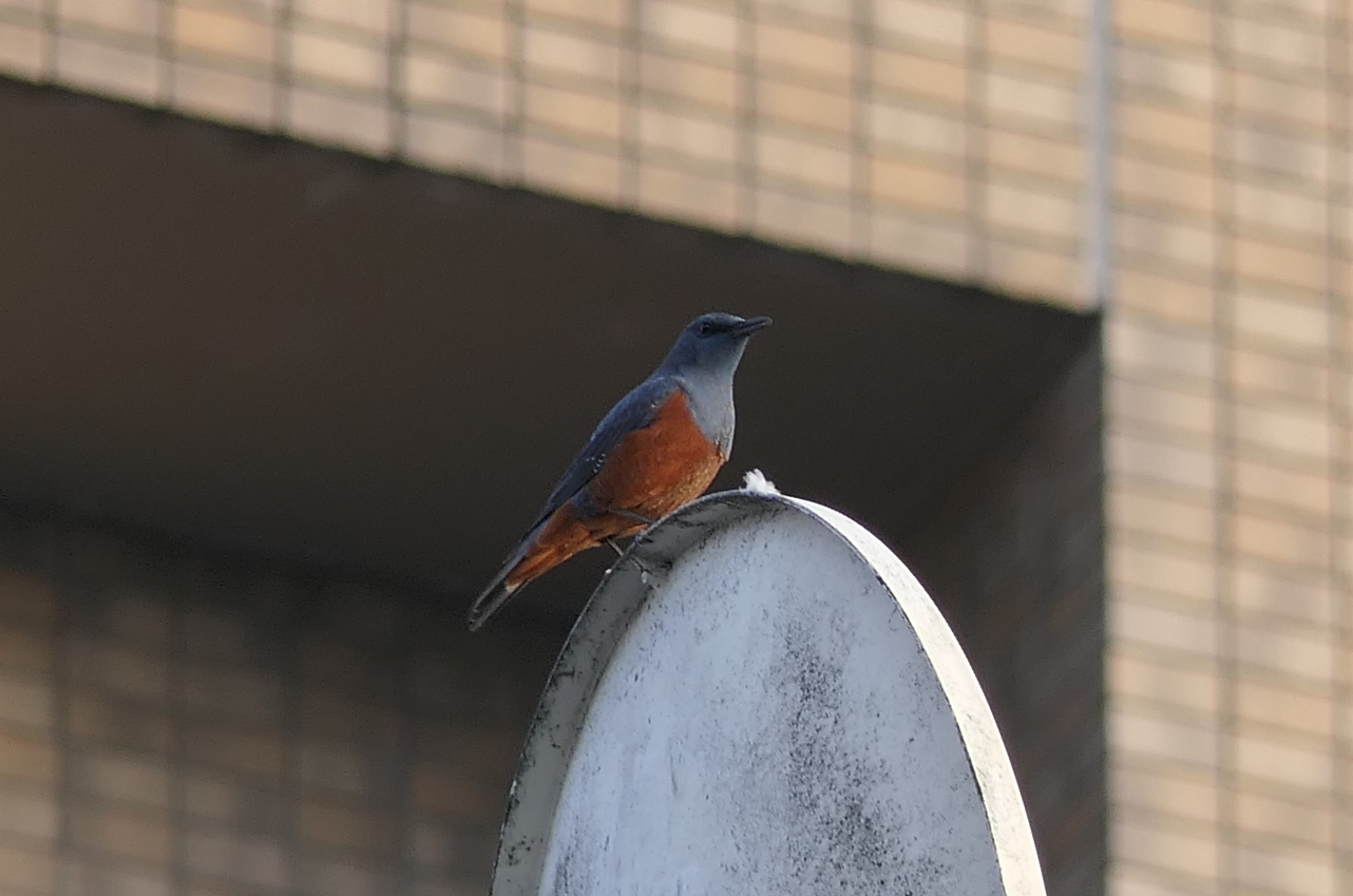 Blue Rock Thrush (Monticola solitarius philippensis)