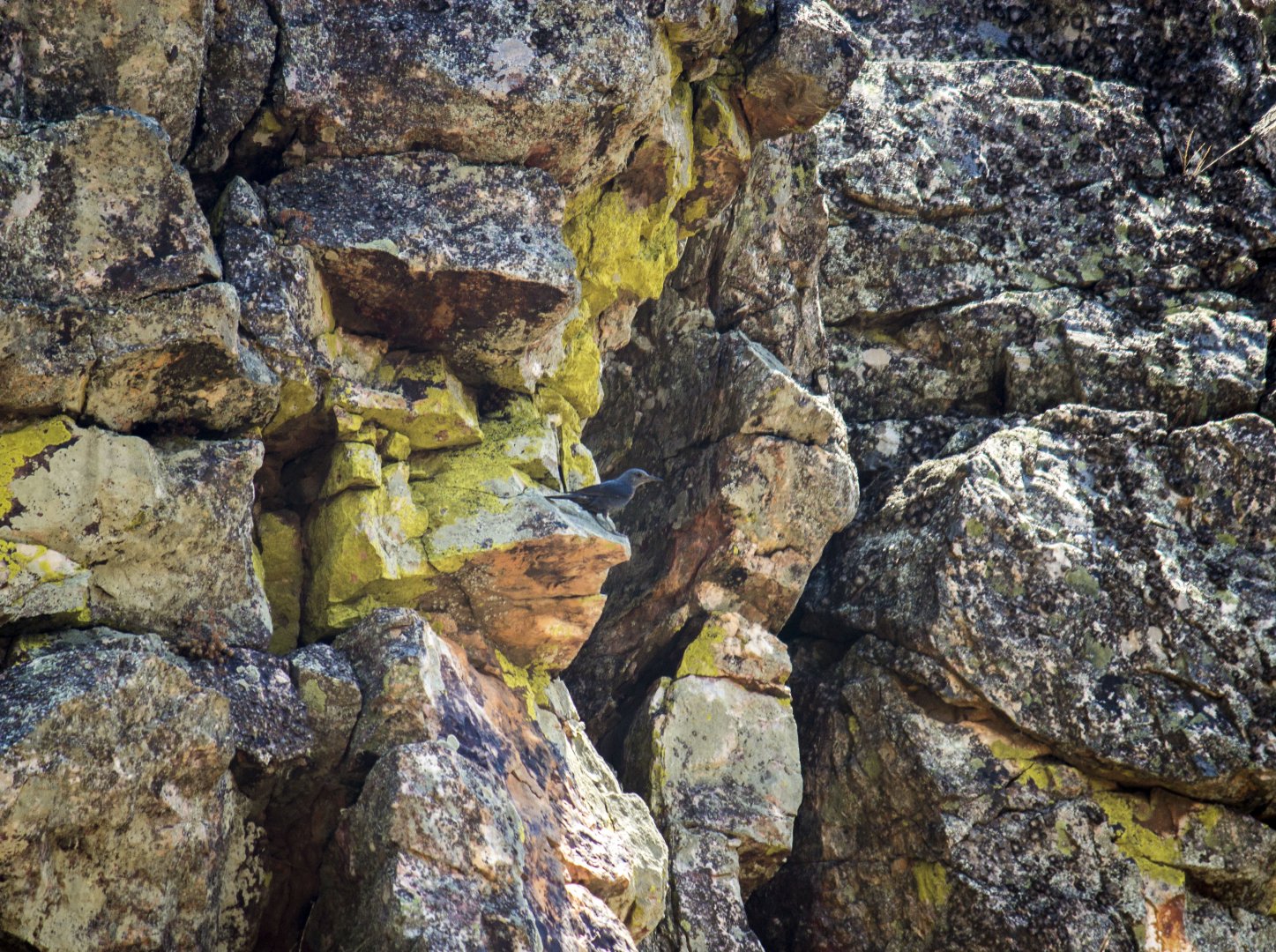 Blue rock thrush, Monticola solitarius solitarius