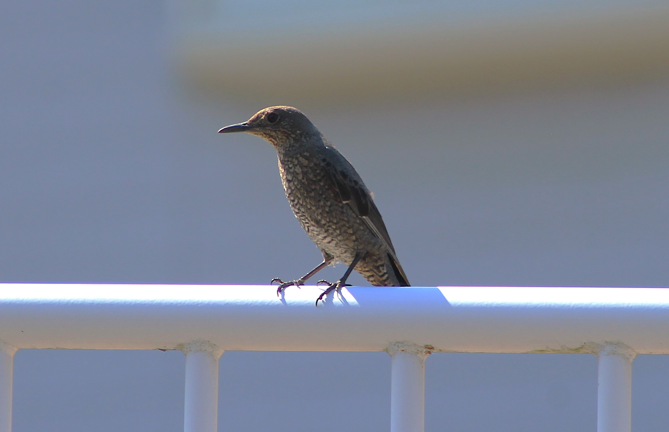 Blue Rock Thrush (Monticola solitarius)