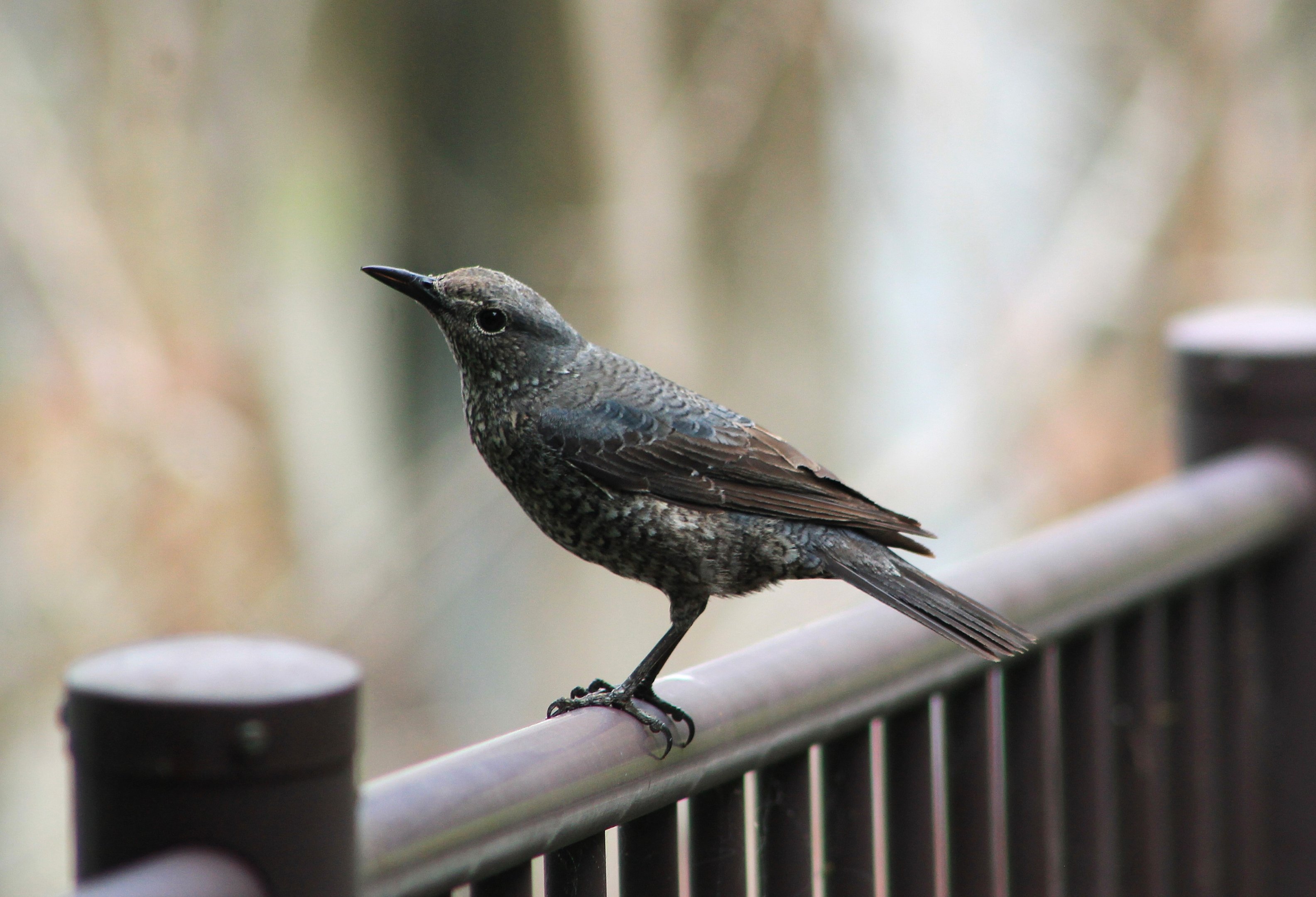 Blue Rock Thrush (Monticola solitarius)