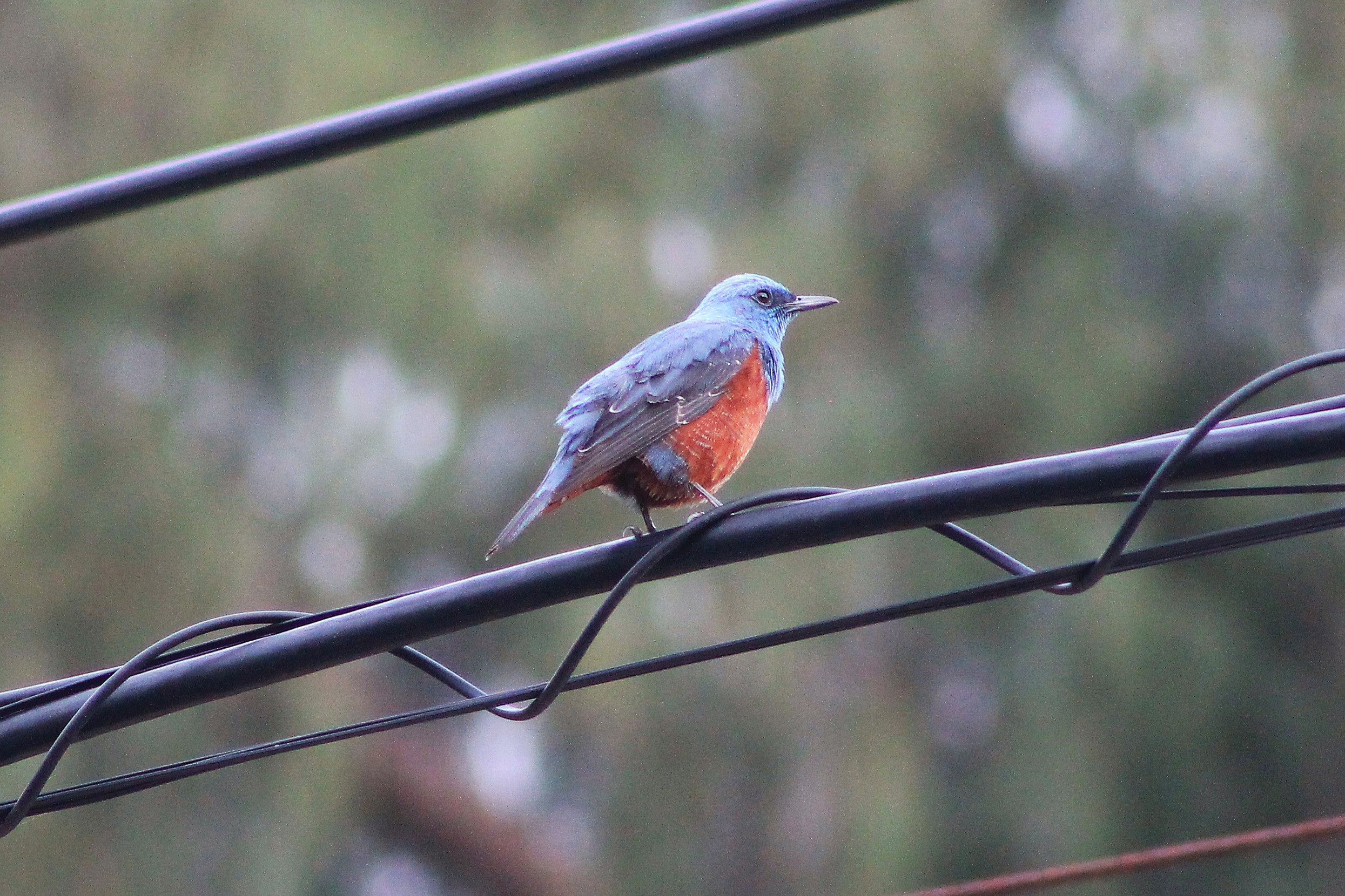 Blue Rock Thrush (Monticola solitarius)