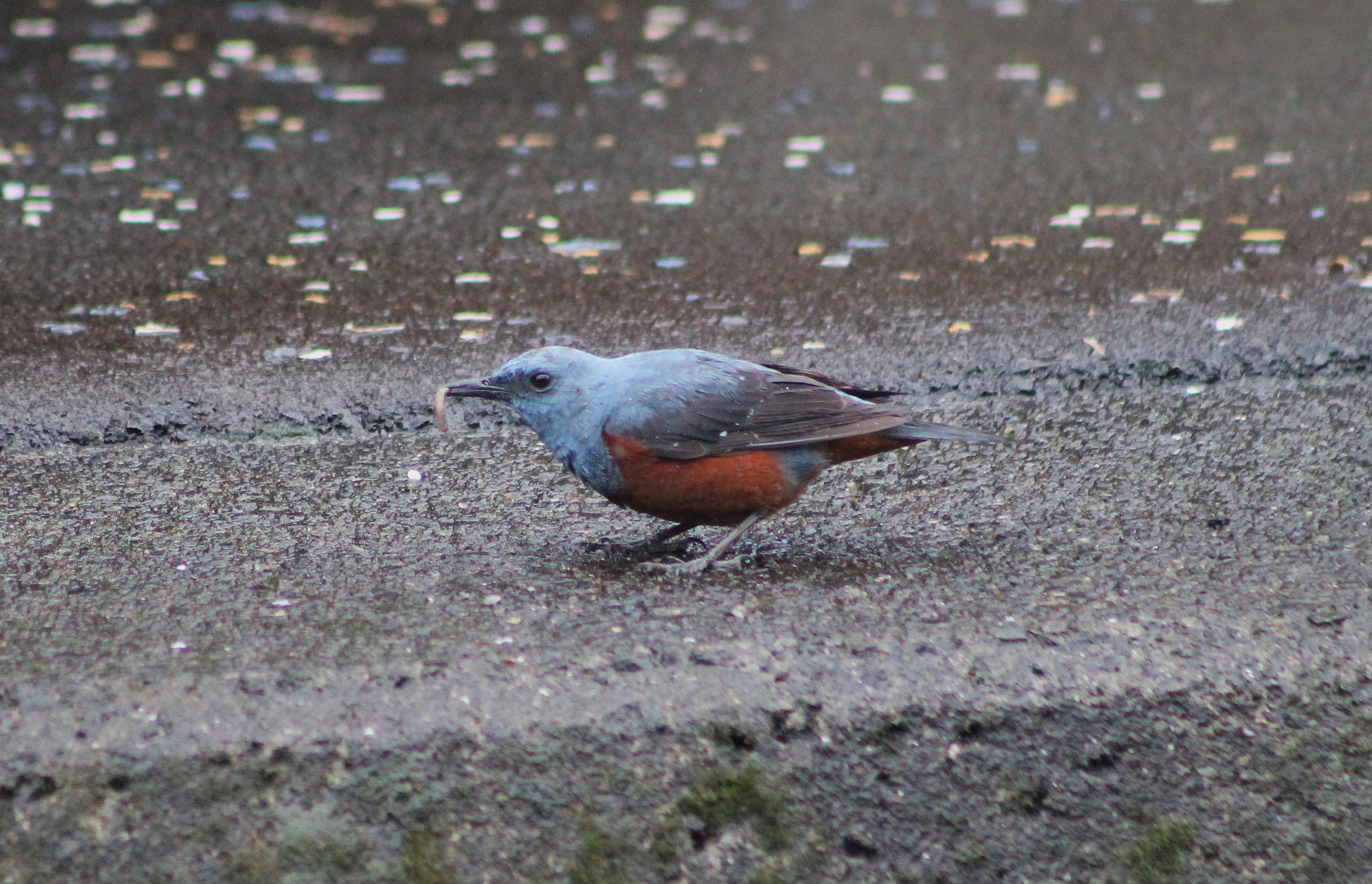 Blue Rock Thrush (Monticola solitarius)