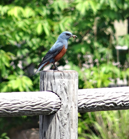 Blue rock thrush