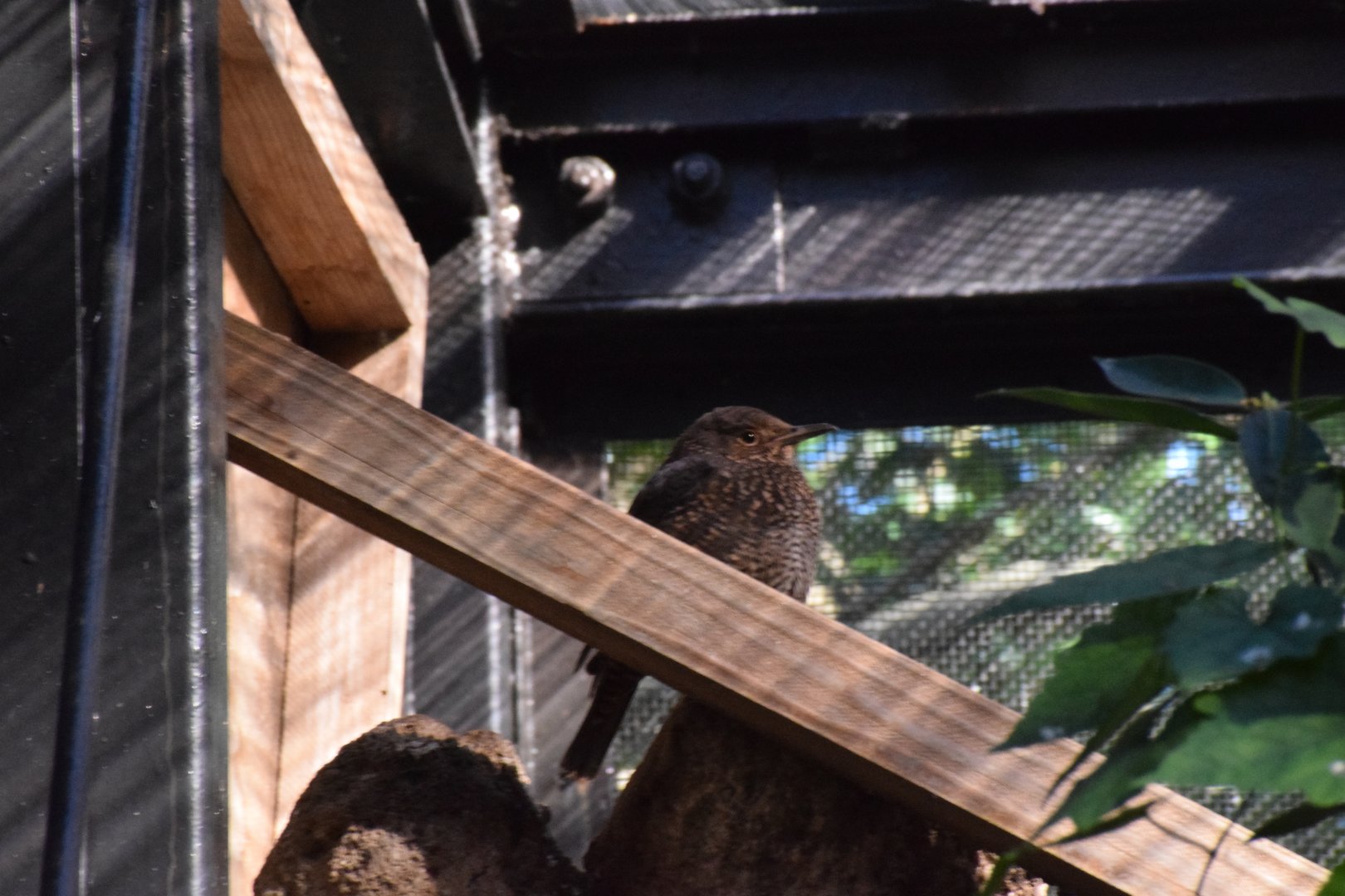 Blue rock trush - Toyohashi  Zoo