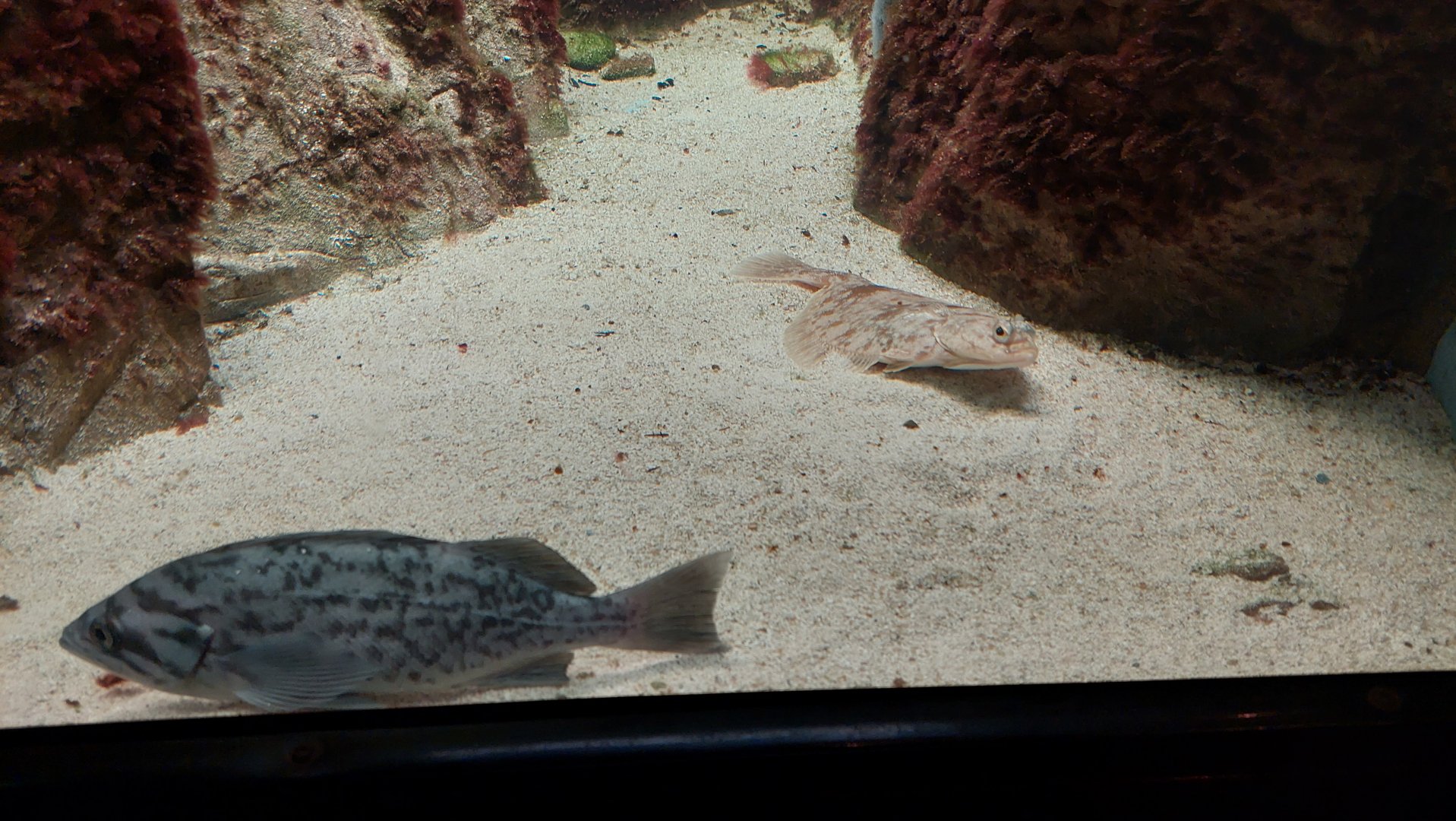 Blue rockfish and Pacific sanddab