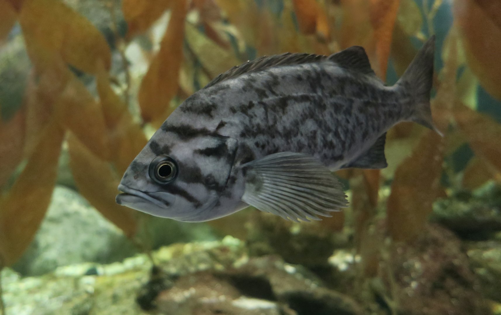 Blue Rockfish (Sebastes mystinus)