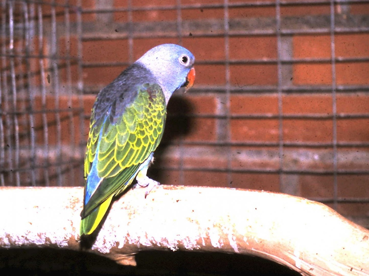 Blue-rumped parrot - male