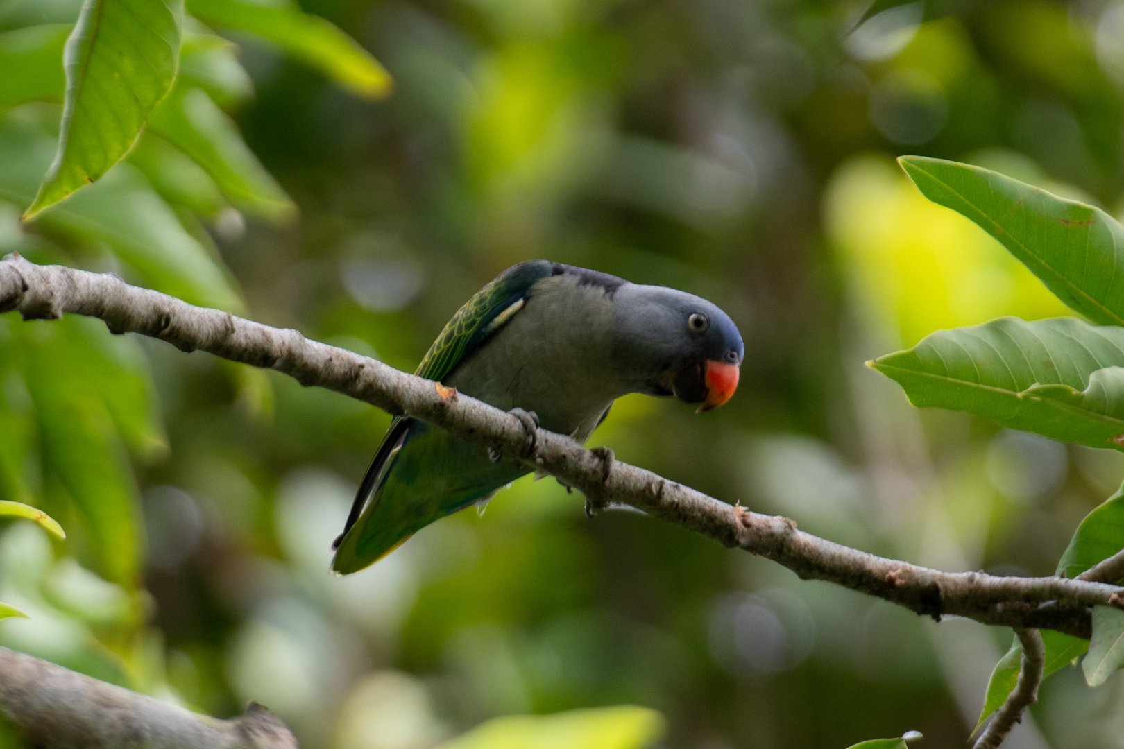 Blue-rumped Parrot (Psittinus cyanurus cyanurus)