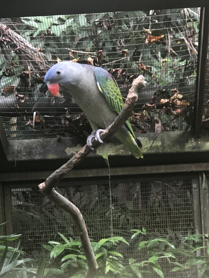 Blue-rumped Parrot (Psittinus cyanurus)