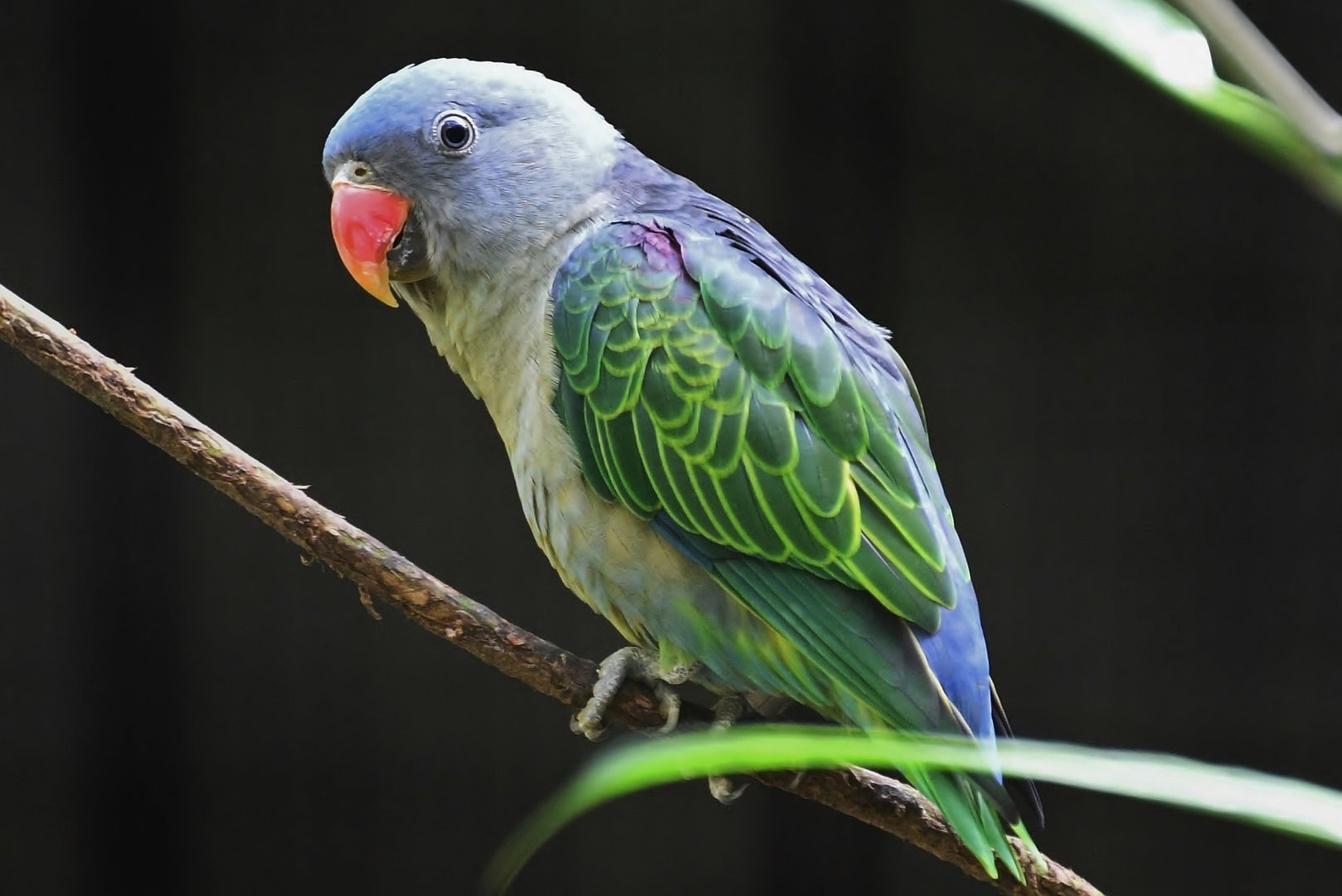 Blue-rumped Parrot (Psittinus cyanurus)
