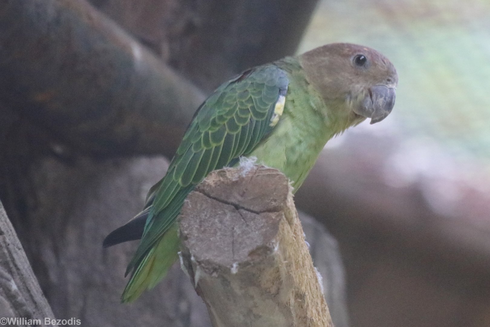 Blue-rumped Parrot