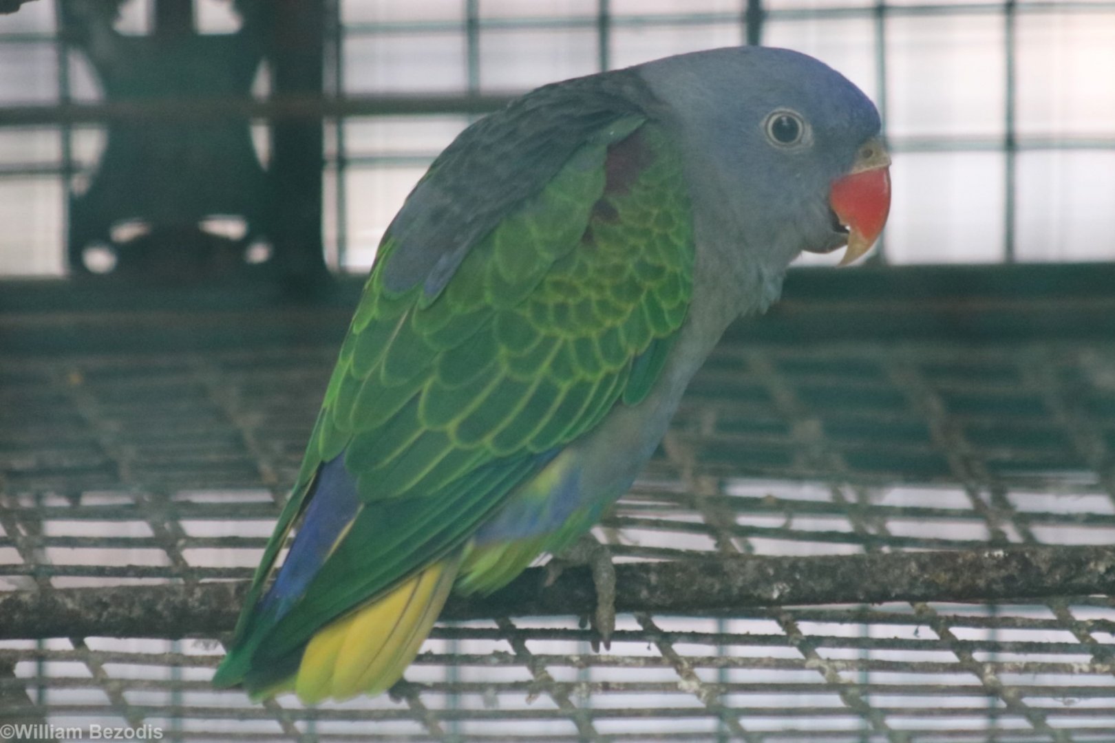 Blue-rumped Parrot