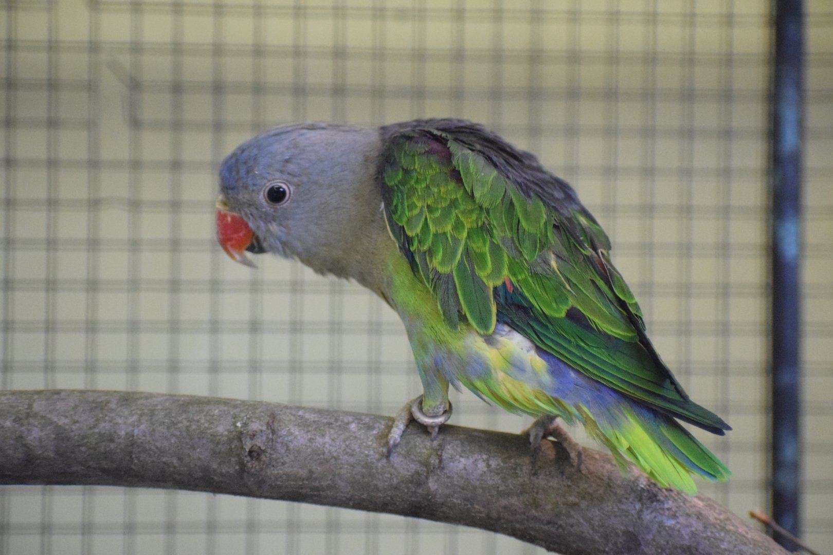 Blue-rumped parrot