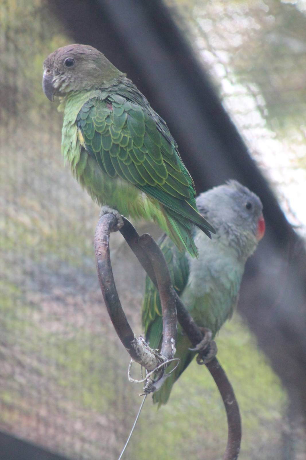 blue-rumped parrots (Psittinus cyanurus)