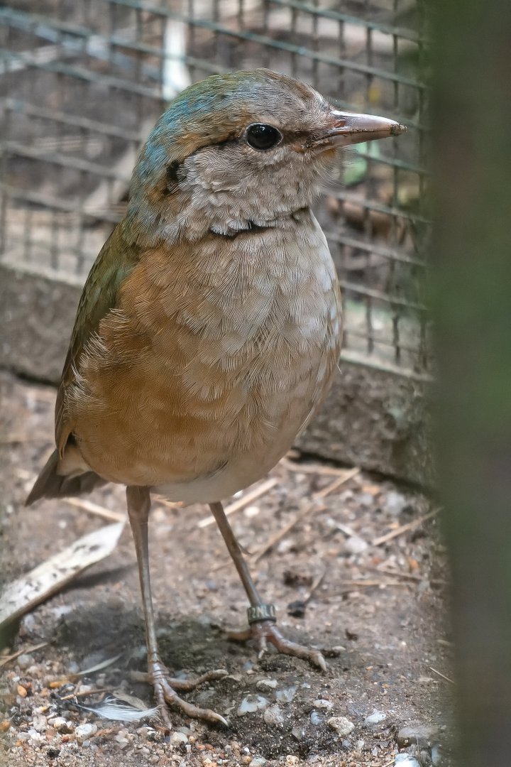 Blue-rumped pitta (Hydrornis soror)