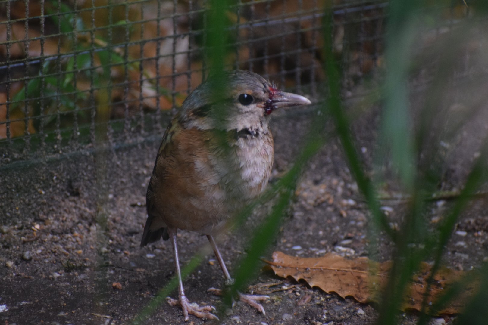 Blue-rumped pitta