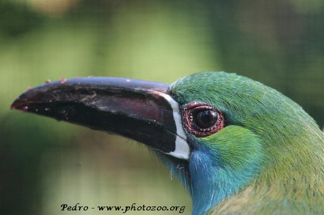 Blue-rumped toucanet (Aulacorhynchus haematopygus)