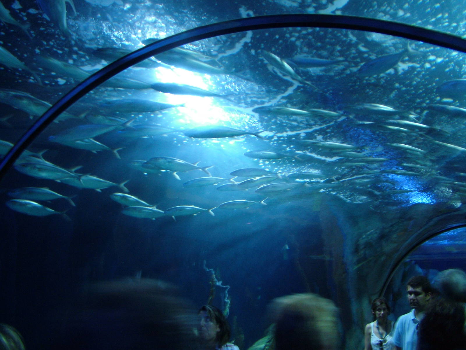 Blue Runner Shoal at Oceanografic, 29/05/11